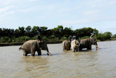 Operasi Merah Putih di Bentang Seblat: Ribuan Hektare Direbut Kembali