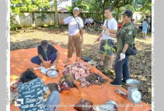 Tim Keswan Temukan Sapi Terinfeksi Cacing Hati Hewan Kurban