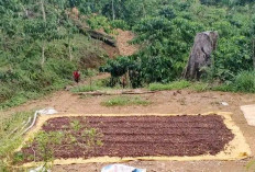 Perempuan Petani Kopi Kepahiang Bikin Gebrakan: “Kebun Tangguh Iklim” Dapat Dukungan Bupati Zurdi Nata