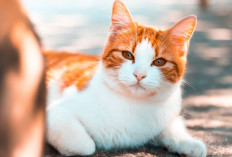 Mengapa Kucing Sering Muntah? Ini Penjelasan Dokter Hewan
