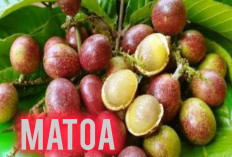 Matoa Buah Asal Papua Ternyata Kaya Manfaat dan Khasiat Untuk Tubuh