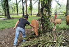 Kecamatan Pino Raya BS Termasuk Zona Merah Penyakit SE