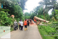 BPBD Sigap Atas Laporan Masyarakat, Pohon Tua Langsung Ditebang