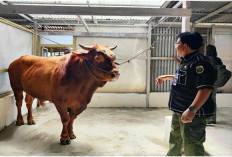 Presiden Prabowo Sumbang 11 Sapi Limosin ke Bengkulu untuk Kurban Idul Adha