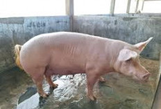 Ternyata Begini Cara Mengidentifikasi Makanan yang Mengandung Minyak Babi