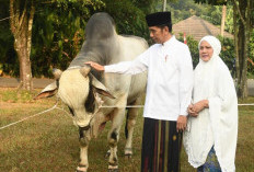 Gubernur Bengkulu Pantau Langsung Pemotongan Sapi Kurban Presiden