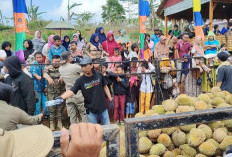 1.000 Buah Bengkulu Tengah Ludes dalam Festival Durian