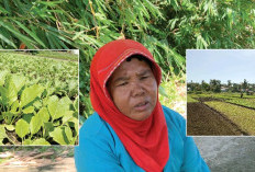 Harga Anjlok, Petani Sayur Mengeluh