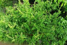 Miliki Aroma Khas dan Sering Digunakan Dalam Masakan, Ternyata Daun Ruku-Ruku Punya Segudang Manfaat
