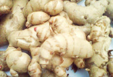 Khasiat Kunyit Putih Untuk Mengatasi Asam Lambung