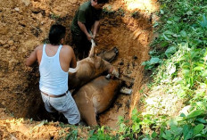 Tersambar Petir, Dua Ekor Sapi Mati di Seluma