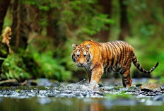 Tim Lacak Keberadaan Harimau di Perkebunan Sawit Mukomuko