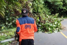 Cuaca Ekstrem Pohon di Liku Sembilan Bertumbangan