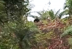 Beruang Madu Teror Warga Benteng, BKSDA Pasang Perangkap