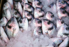Intip 13 Manfaat Konsumsi Ikan Dori yang Bernutrisi Tinggi, Kamu Jangan Sampai Tidak Tahu
