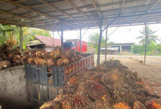 Kabar Gembira! Harga Sawit di Bengkulu Terus Merangkak NaikTembus Rp 3.300 per Kilogram