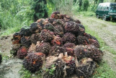 Harga TBS Sawit Turun Drastis, Petani Seluma Ketar-Ketir
