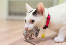 Kucing Bawa Tikus Tapi Tidak Dimakan, Tanda Apa Ya? Yuk Simak Ulasannya