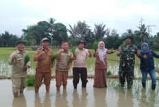 Sukseskan Program Ketahanan Pangan, Babinsa Bantu Petani Padi