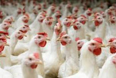 Pecinta Ayam yuk simak! Berikut ini 5 jenis Ayam yang Populer di Indonesia, salah satunya ayam broiler