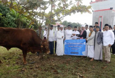 Sapi Kurban Presiden RI Berbobot 890 Kg Dipotong di Masjid Baitul Falihin