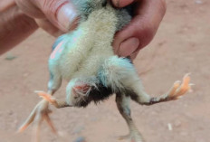 Ayam Berkaki 4 Hebohkan Warga Kabupaten Seluma Provinsi Bengkulu