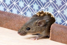 Mencegah Tikus Masuk Rumah Bisa Menggunakan Bubuk Cabai?