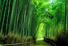 5 Tempat Wisata Terbaik di Jepang yang Memukau