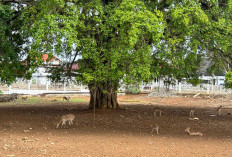 Jadi Ikon Wisata Mini, Rusa-Rusa di Rumah Dinas Gubernur Bengkulu Menarik Perhatian Warga