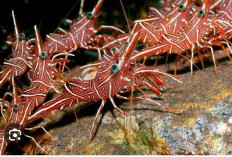 Yuk Kenalan Dengan Biota Laut Unik di Maumere Nusa Tenggara Timur