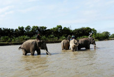 Forum KEE Gugat Negara, Desak Menteri Kehutanan Bertindak Selamatkan Gajah Seblat