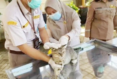 Balai Karantina Hewan, Ikan, dan Tumbuhan (BKHIT) Bengkulu Gelar Donor Darah dan Vaksinasi Rabies Gratis