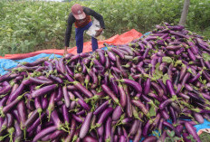  7 Alasan Terong Menjadi Sayur yang Baik Untuk Penderita Diabetes