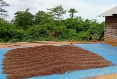 Harga Kopi Bengkulu Terjun Bebas, Petani Merana Tak Punya Patokan