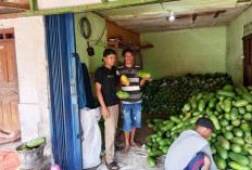 Luar Biasa, Pedagang Buah Pepaya Asal Kepahiang Sukses Bisnis hingga ke  Jawa