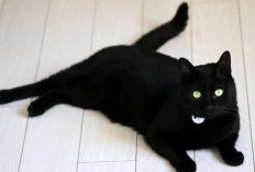 7 Fakta Menarik dan Unik Tentang Kucing Hitam, Dari Hal Buruk, Magic Hingga Keberuntungan