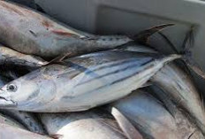 Baru Tahu, Ternyata Ini Kandungan dan Manfaat Ikan Cakalang untuk Kesehatan 