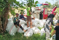 BULOG Borong Gabah Petani Bengkulu, Harga Dijaga Rp6.500/Kg