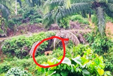 Viral, Harimau Masuk Areal Perkebunan Sawit di Mukomuko, Karyawan Kebun Diminta Waspada
