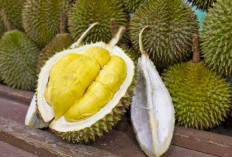 Buah Durian Khas Wonosalam Ini Diburu oleh Para Pembeli hingga Wisatawan, Yuk Coba!