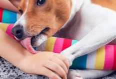Apakah Najis Anjing dan Babi Itu Sama, Bagaimana Membersihkan Wadah Yang Terkena Najisnya