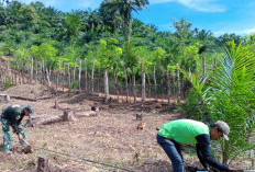 Pada Sela Kegiatan TMMD,Satgas Bantu Masyarakat Olah Lahan Perkebunan Jagung