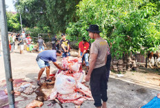 Perayaan Idul Adha di Polda Bengkulu, 35 Ekor Hewan Kurban Disembelih