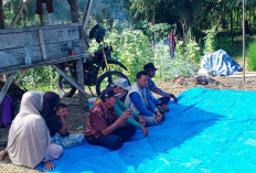 Kelompok Tani Hamparan Sawah Awi Keluhkan Irigasi dan Penanganan Hama