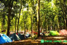 Mengenal Keindahan Dam Londo, Tempat Wisata yang Terkenal dan Menarik di Trawas Mojokerto, Ciptakan Pengalaman