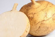 6 Manfaat Buah Bengkoang Bagi Tubuh, Mencegah Kanker Salah Satunya