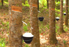 Musim Kemarau, Petani Karet di Mukomuko Semakin Terhimpit