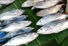 Mengandung Omega 3 Vitamin B12 Hingga  Zat Besi, Ini 6 Manfaat Ikan Cikalang Untuk Kesehatan Tubuh