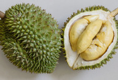 Jelang Musim Durian, ini Tips Memilih Durian