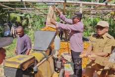 Polsek Manna Lakukan Panen Raya Jagung, Ini Harapannya